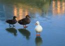 Three varieties of Mallard?